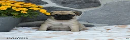 Pug dogs for sale: Peanut  - Ad 5