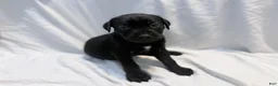 Cane Corso dogs for sale: Dean AKC green collar - Ad 26