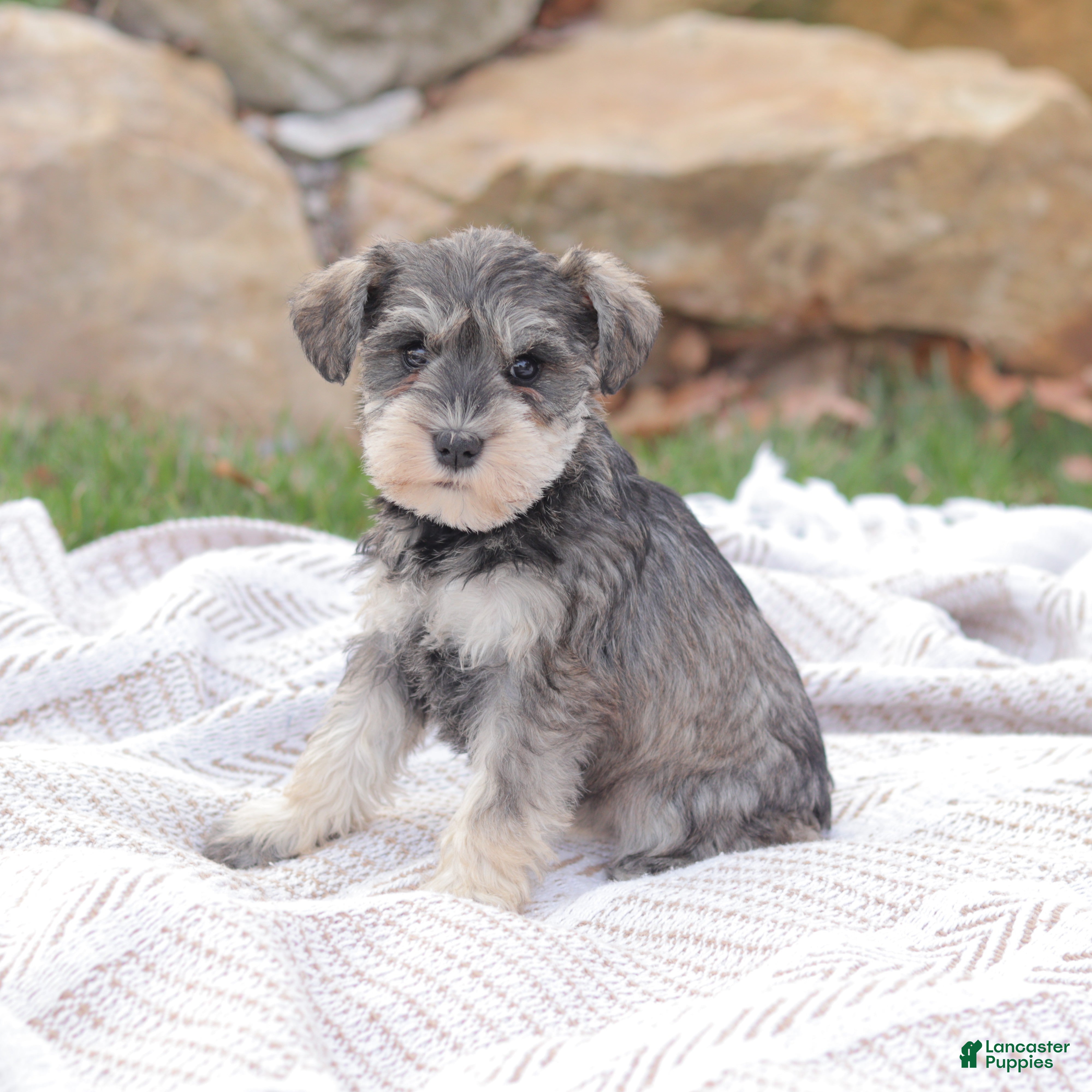 Miniature Schnauzer dogs Queen Of Sweden - Ad 2