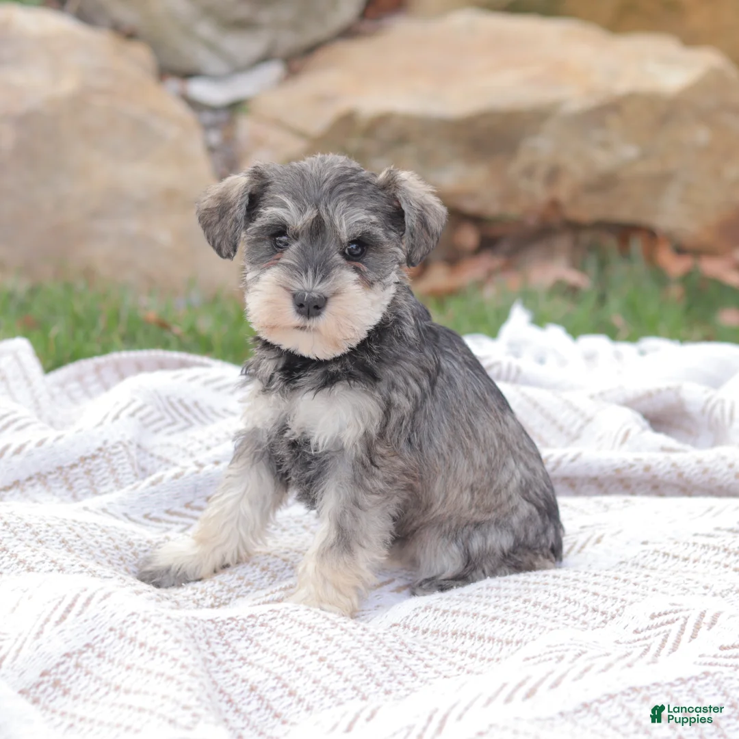 Miniature Schnauzer dogs for sale: Queen Of Sweden - Ad 2