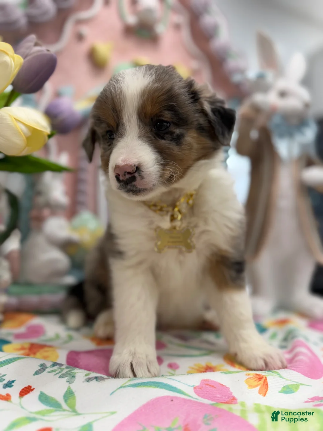 Australian Shepherd dogs for sale: Lenny - Ad 1