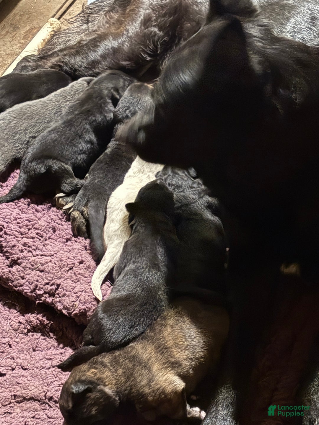 German Shepherd dogs for sale: Blue collar - Ad 1