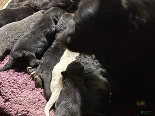 German Shepherd dogs Blue collar - Ad 1