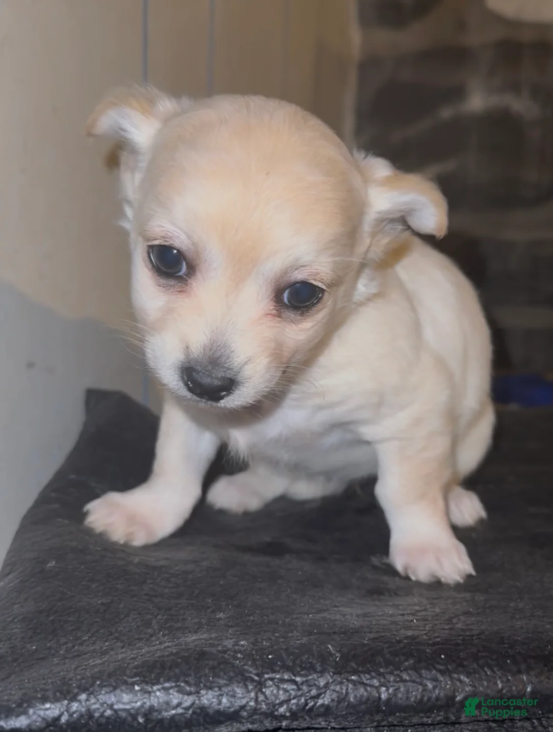 Chiweenie dogs for sale: Chiweenie Puppy 3 - Ad 3