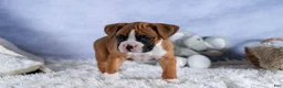 Boxer dogs for sale: Sawyer - Ad 9