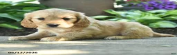 Miniature Golden Retriever dogs for sale: Fern - Ad 3