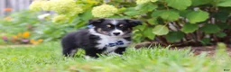 Toy Australian Shepherd dogs for sale: Logan - Ad 5