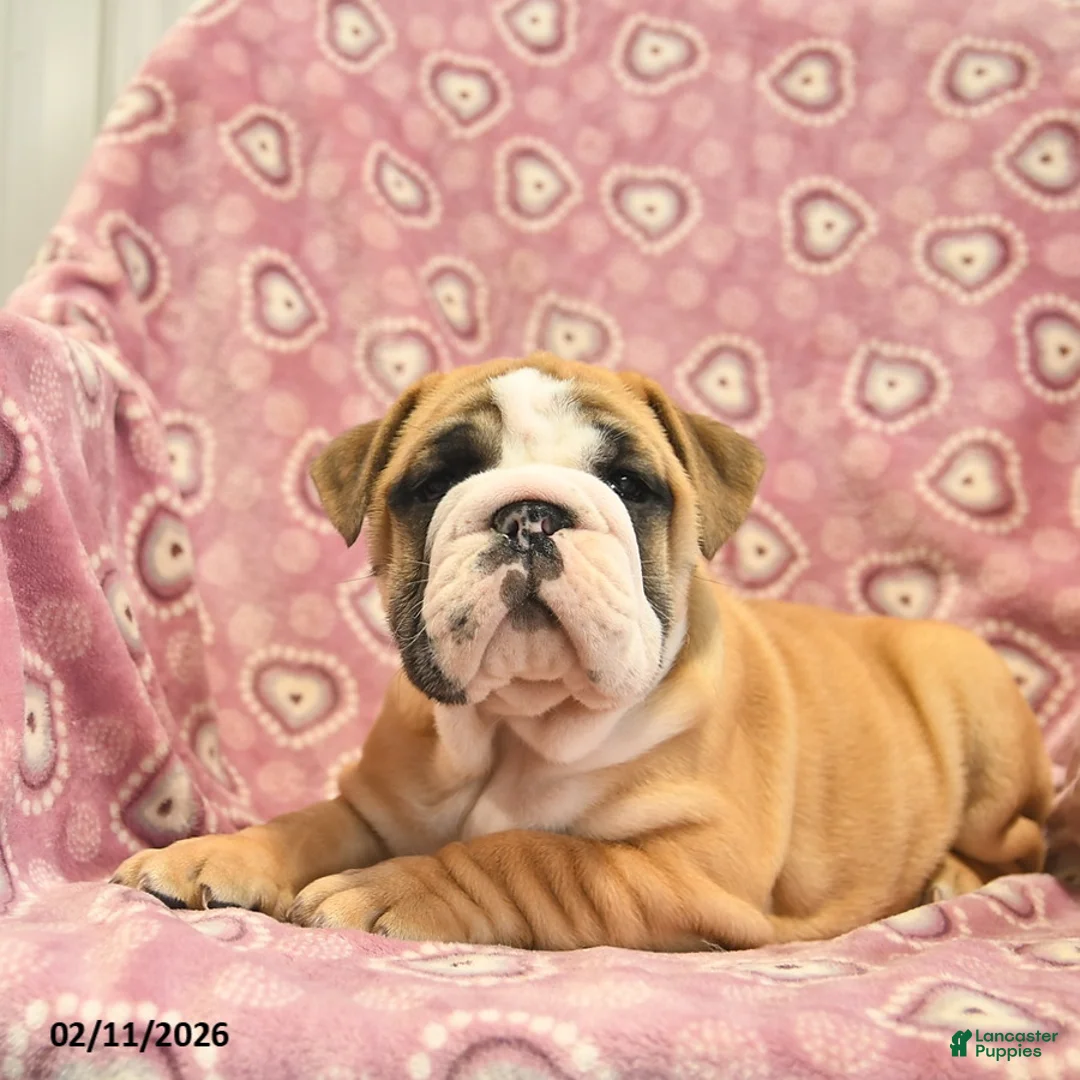English Bulldog dogs for sale: Zander  - Ad 3