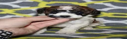Miniature Poodle dogs for sale: Reserved Harlee’s Br&W male - Ad 20