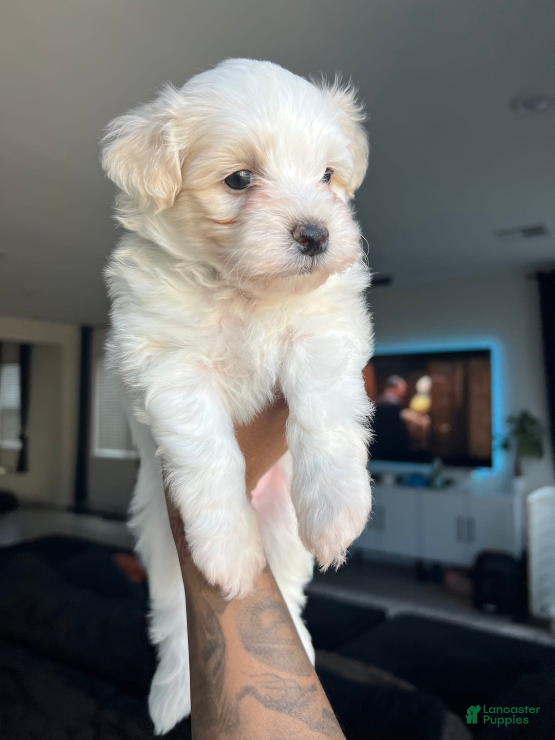 Gallery Image {{count}}