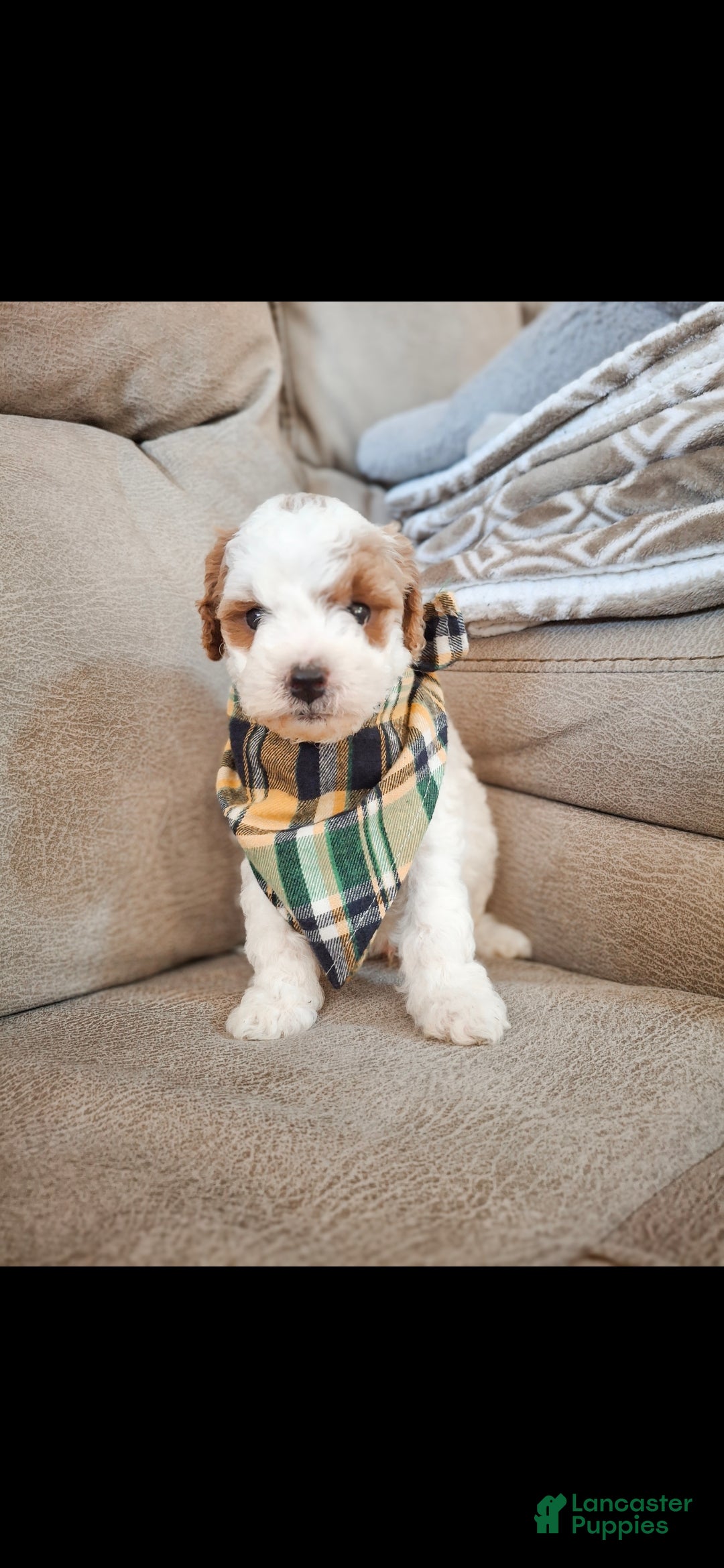 Mini Goldendoodle dogs for sale: Bailor - Ad 3