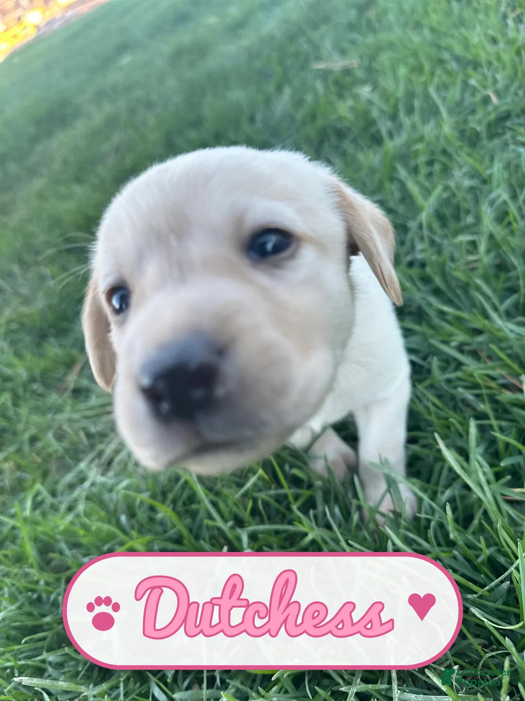Labrador Retriever dogs for sale: Dutchess - Ad 2