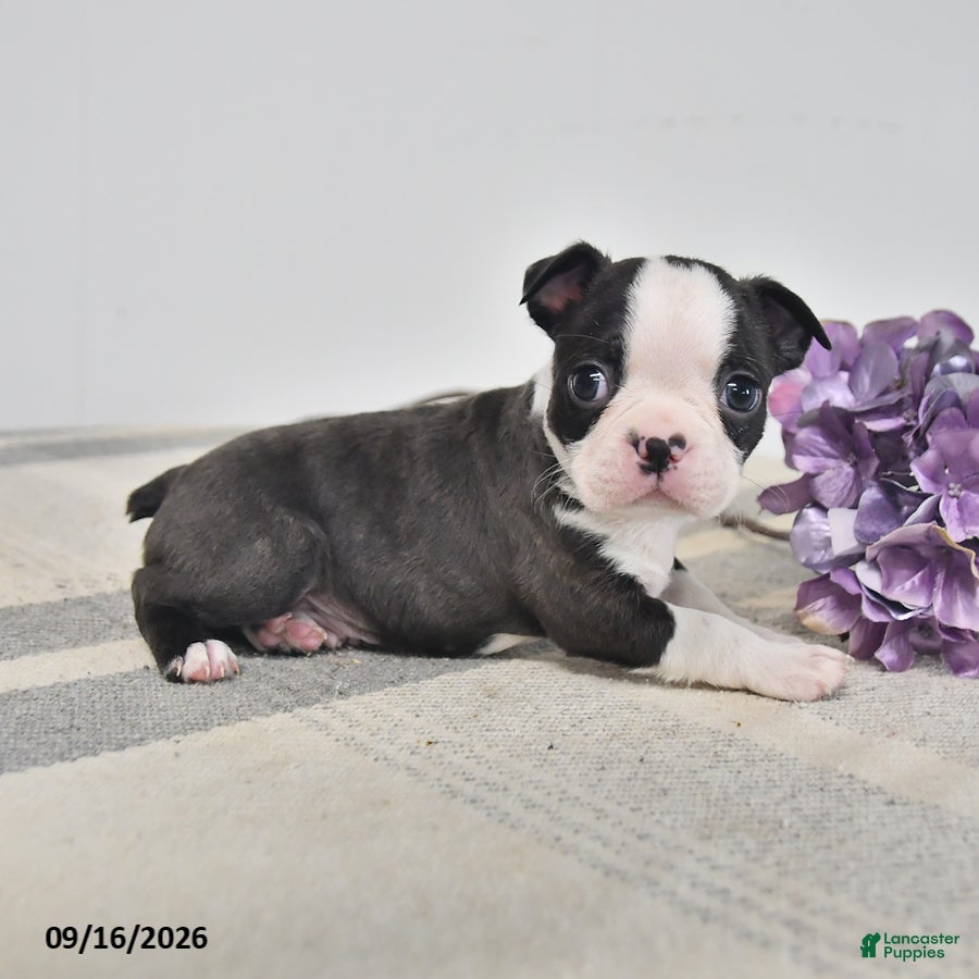 Boston Terrier dogs Edgar - Ad 1