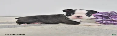 Edgar