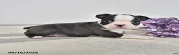 Boston Terrier dogs for sale: Edgar - Ad 1