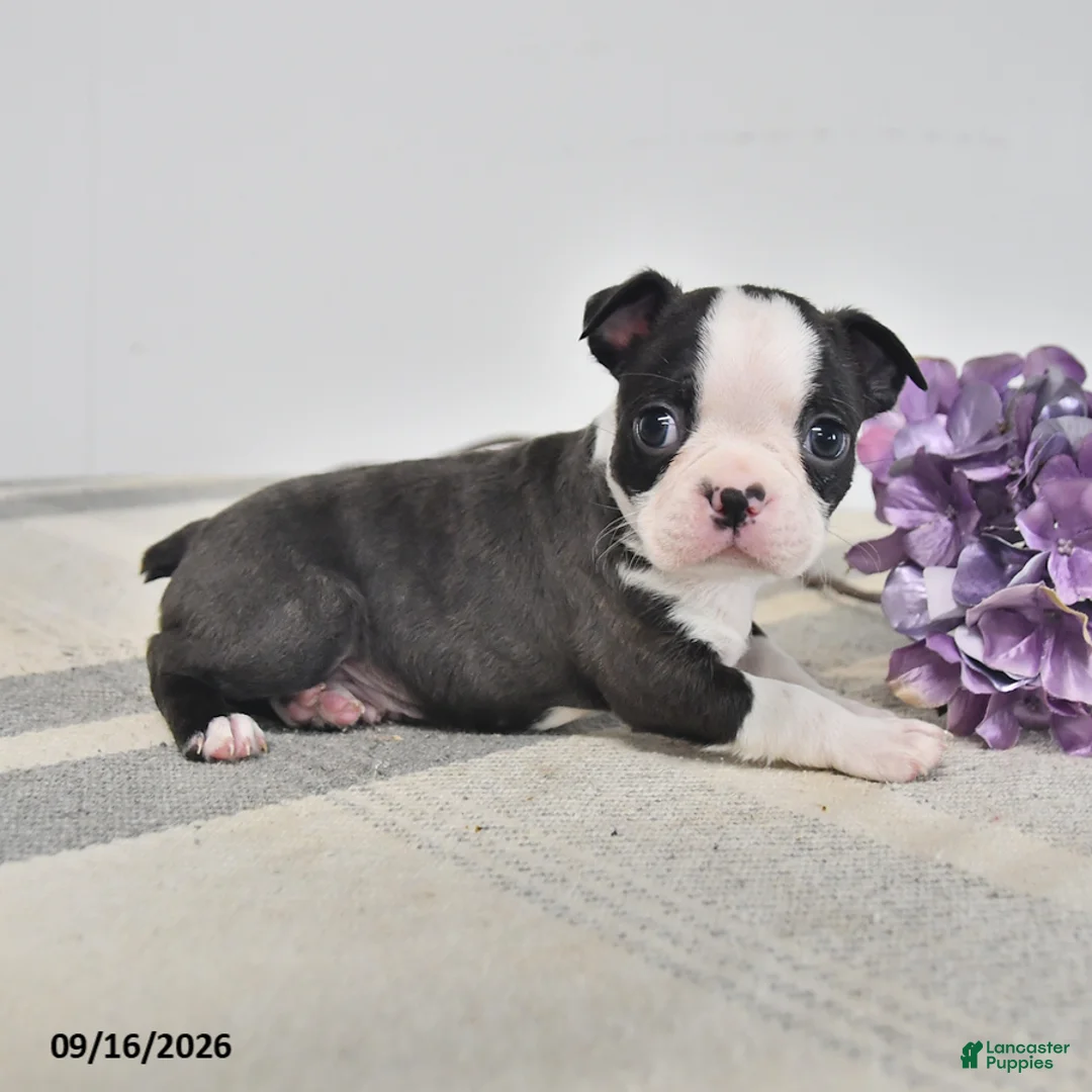 Boston Terrier dogs for sale: Edgar - Ad 1
