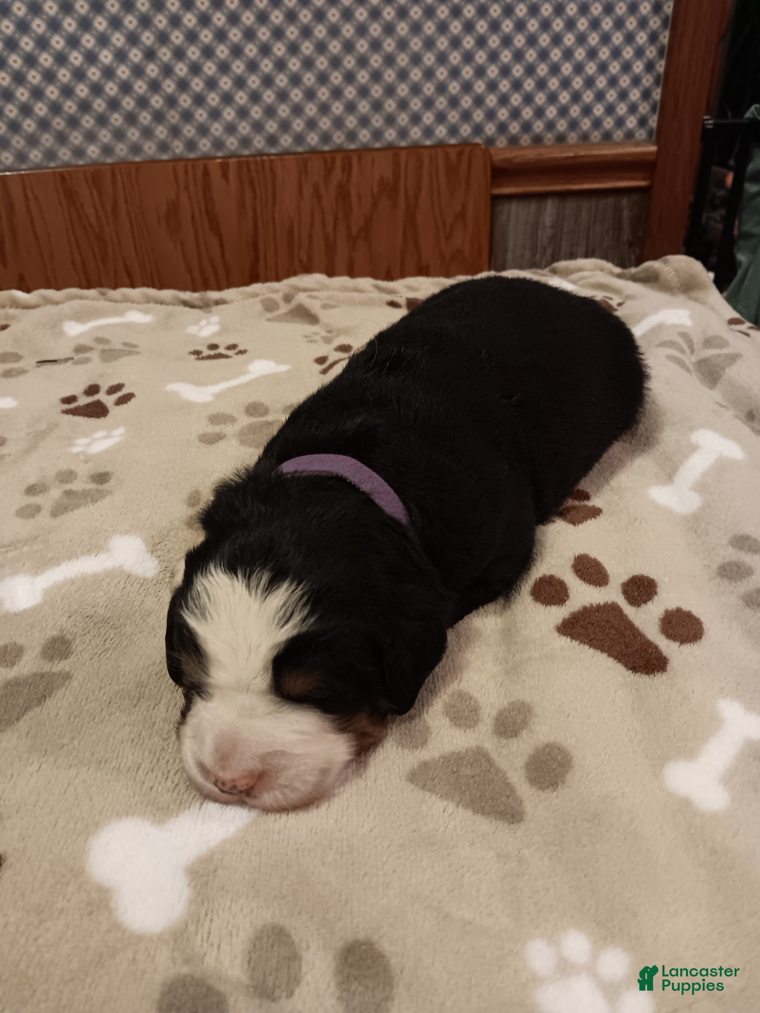 Bernese Mountain Dog dogs Sophia - female - Purple Collar - Ad 1