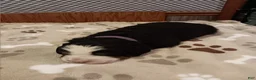 Bernese Mountain Dog dogs for sale: Sophia - female - Purple Collar - Ad 1