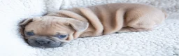 French Bulldog dogs for sale: Pauly AKC - Ad 7