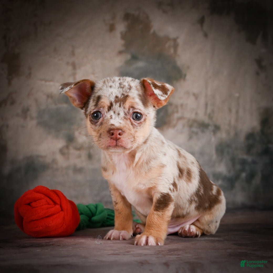 Chihuahua dogs for sale: Cash - Ad 12