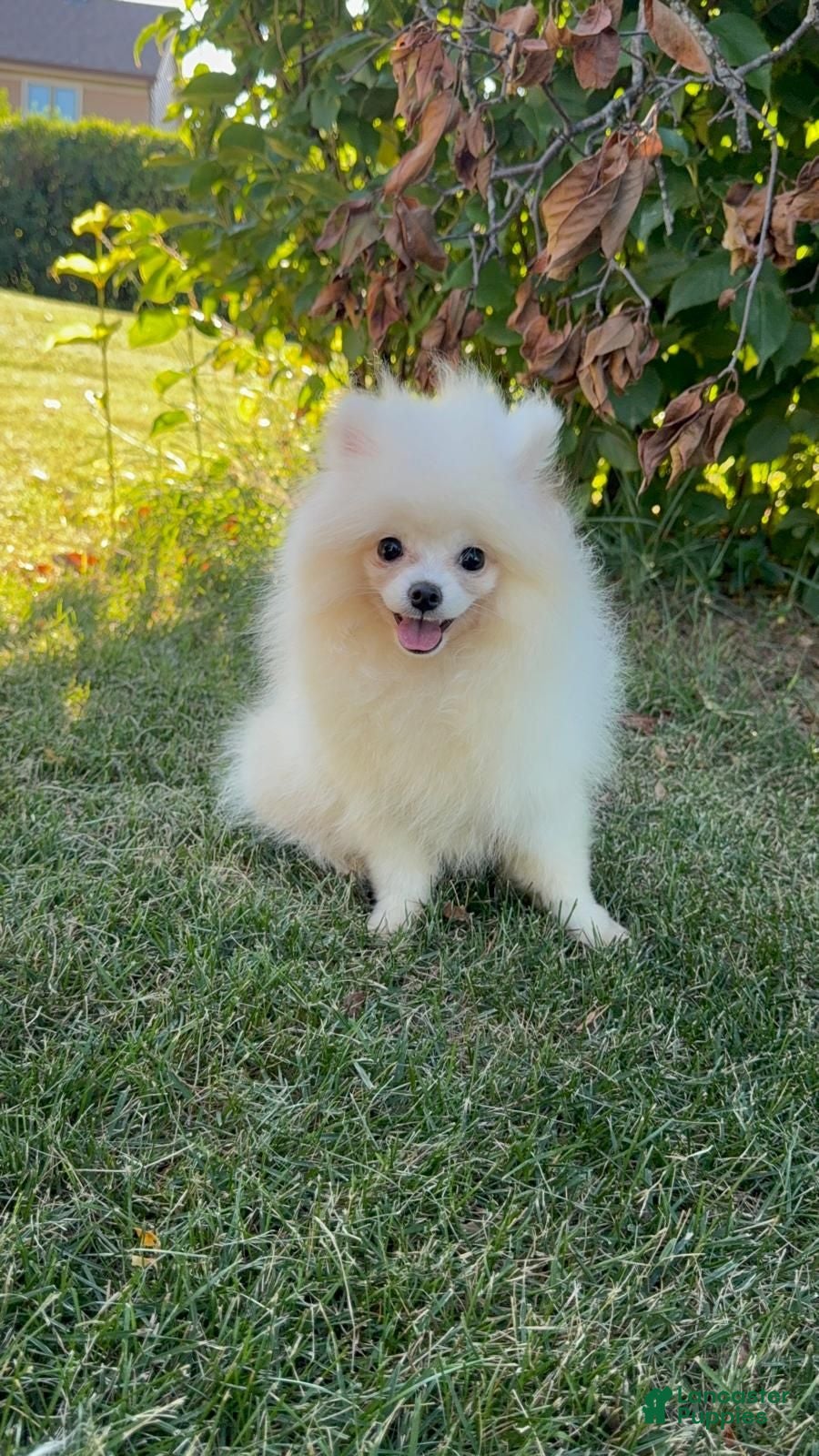 Pomeranian dogs Pomeranian Puppy Fluffy - Ad 3