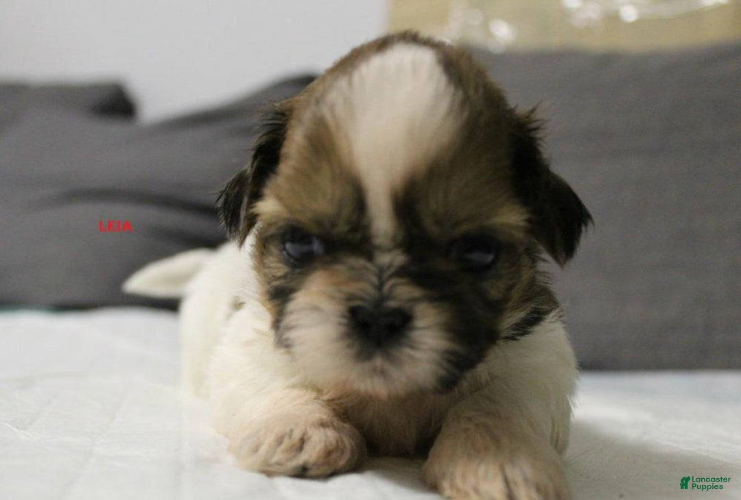 Shih Tzu dogs for sale: Leon - Ad 2