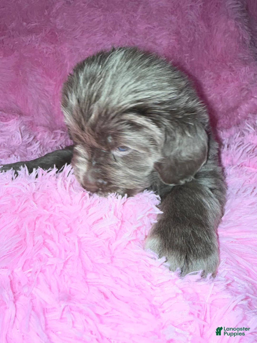 Newfoundland dogs for sale: Beige female - Ad 5