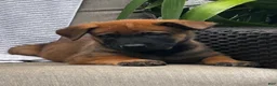 Belgian Malinois dogs for sale: Bandit - Ad 3