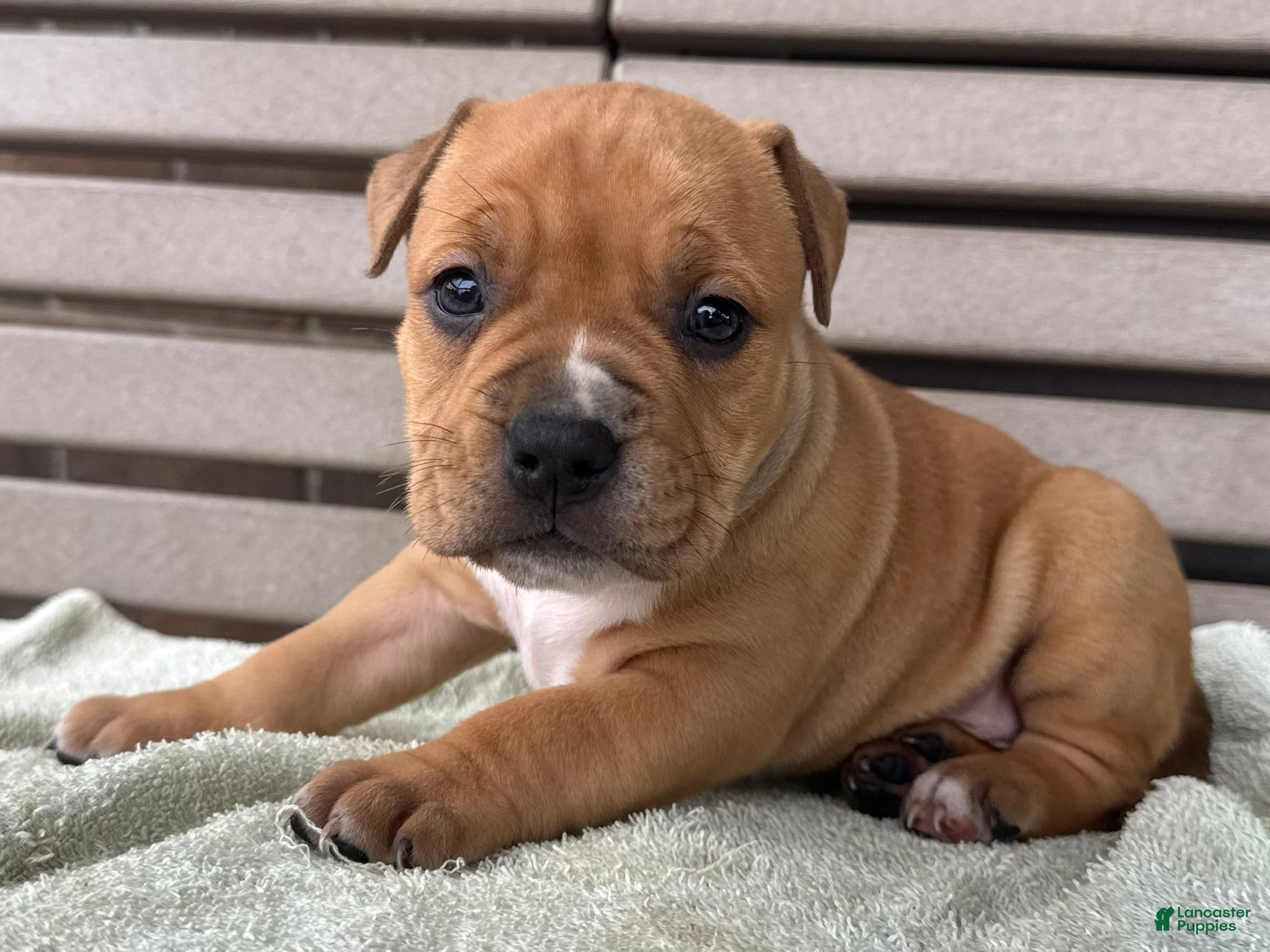 American Bully dogs Glory - Ad 1