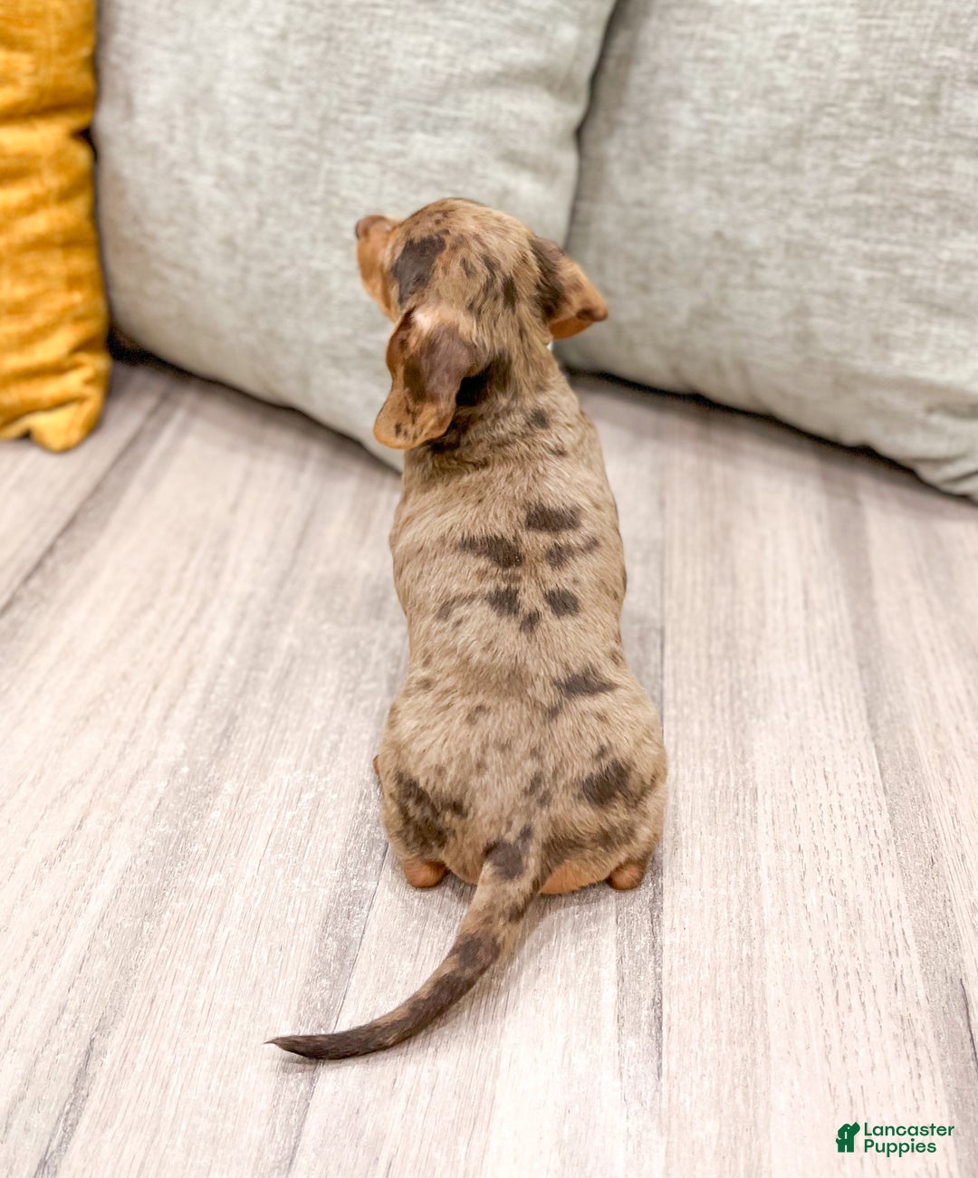 Miniature Dachshund dogs for sale: Gracie - Ad 5