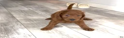 Goldendoodle dogs for sale: Goldendoodle 4 Oliver - Ad 4