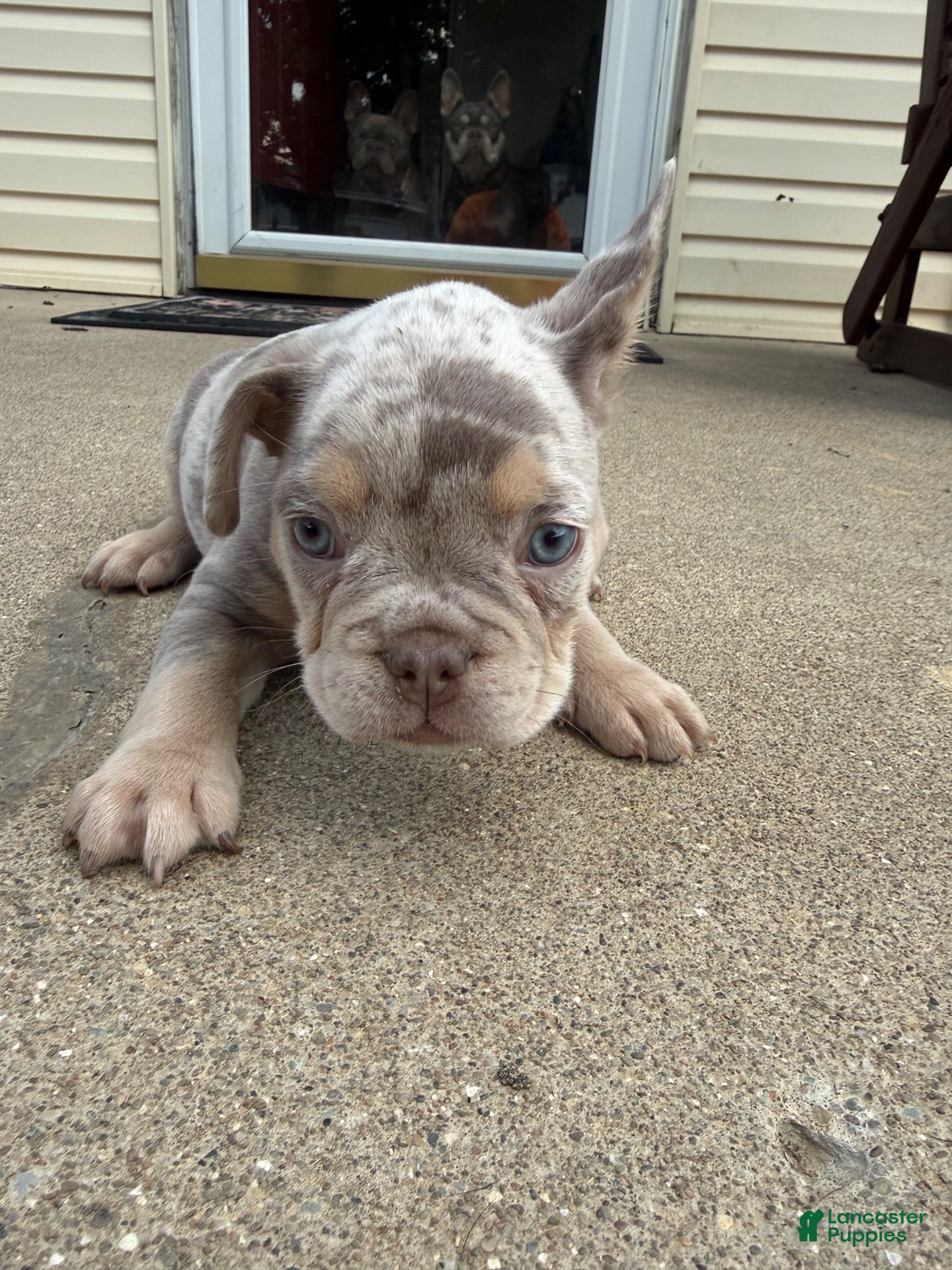 French Bulldog dogs Virgil - Ad 2