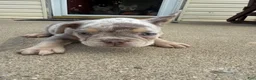 French Bulldog dogs for sale: Virgil - Ad 2