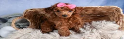 Toy Poodle dogs for sale: Tansy  - Ad 5