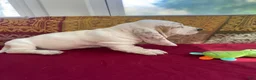 Basset Hound dogs for sale: Muffin - Ad 4