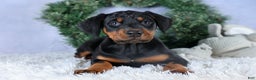 Doberman Pinscher dogs for sale: TINA - Ad 3