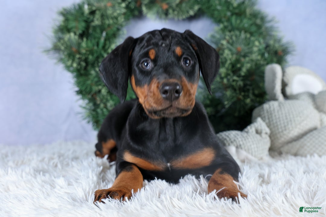 Doberman Pinscher dogs for sale: TINA - Ad 3