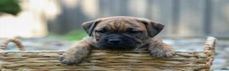 Beabull dogs for sale: Archie 🐶 - Ad 15
