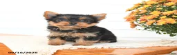 Yorkshire Terrier dogs for sale: Angel - Ad 4