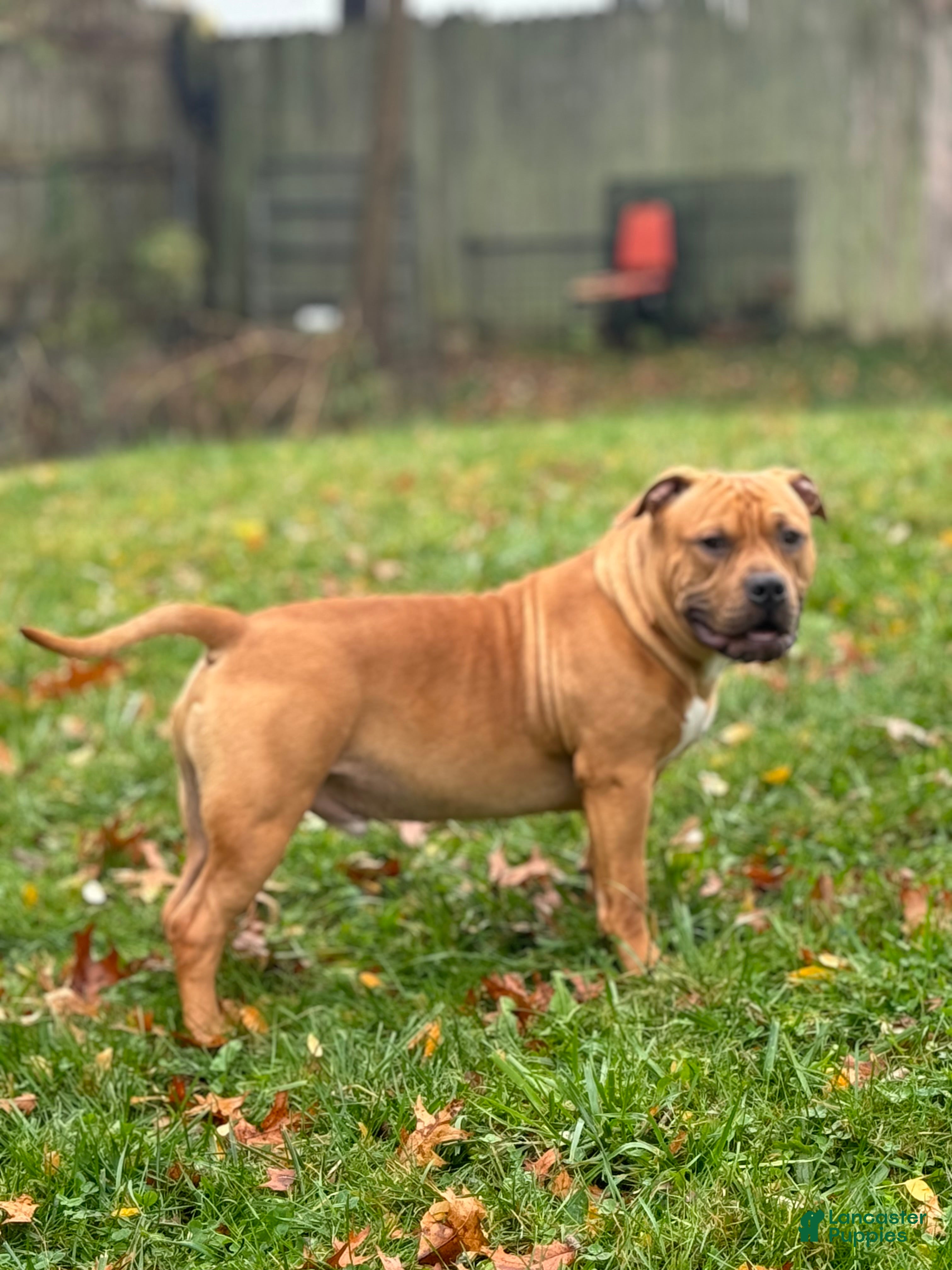 American Bully dogs Nova - Ad 42