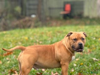 American Bully dogs Nova - Ad 42