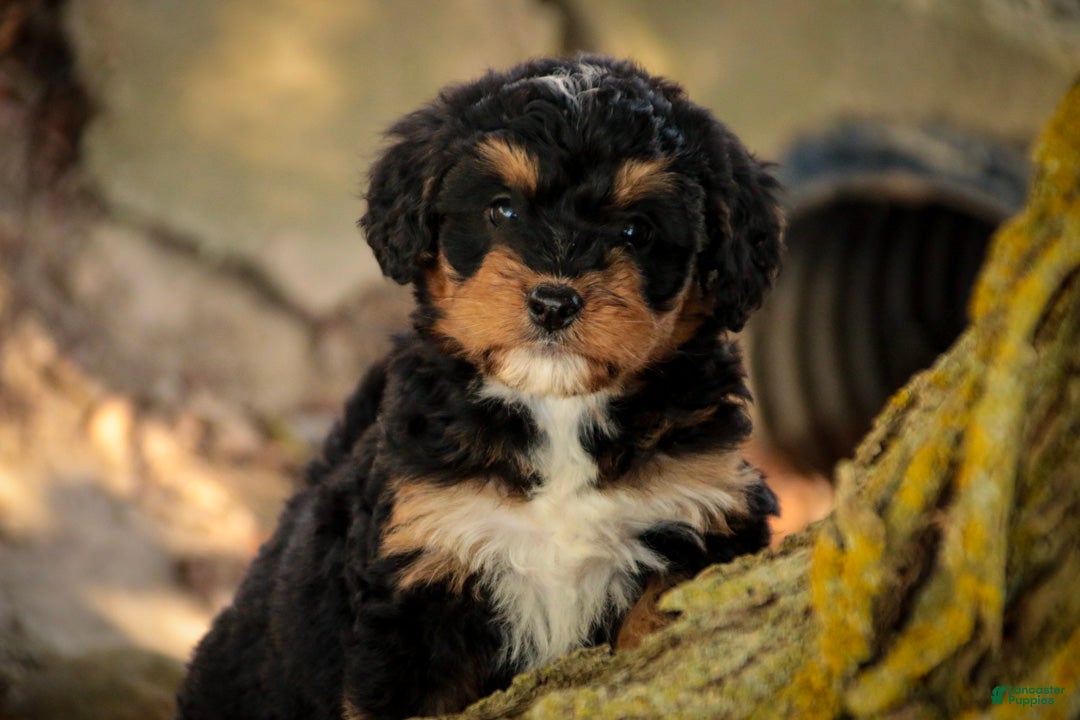 Mini Bernedoodle dogs Apple F1 Mini Bernedoodle  - Ad 1
