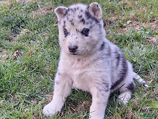 Gerberian Shepsky dogs Wolf - Ad 14