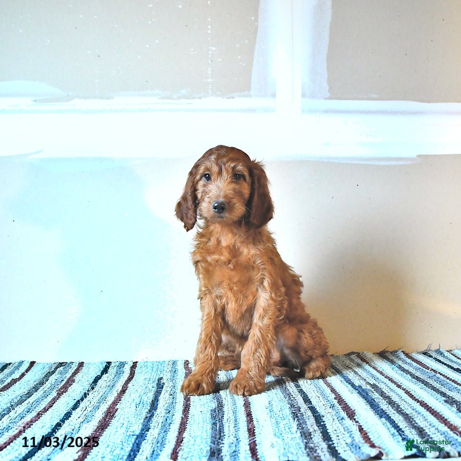 Irish Doodle dogs Leo - Ad 16