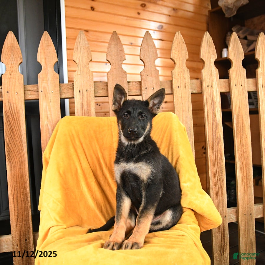 German Shepherd dogs Empress - Ad 13