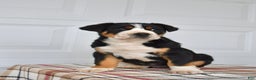 Greater Swiss Mountain Dog dogs for sale: EJ - Ad 2