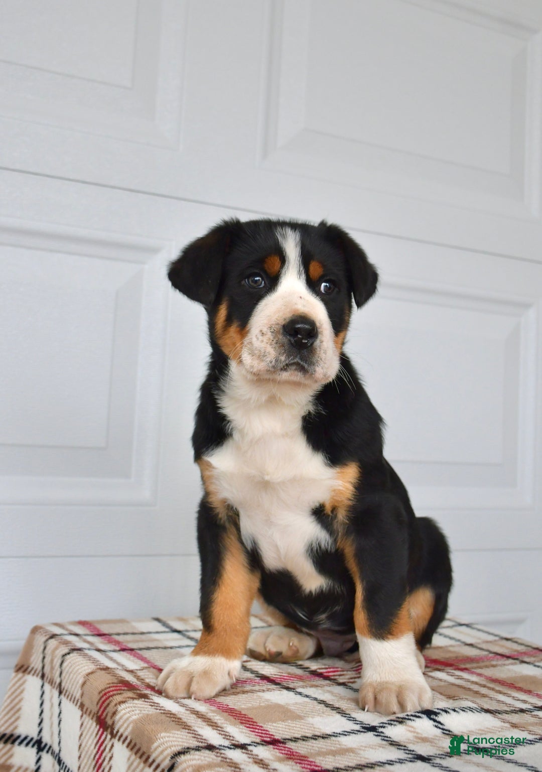Greater Swiss Mountain Dog dogs for sale: EJ - Ad 2