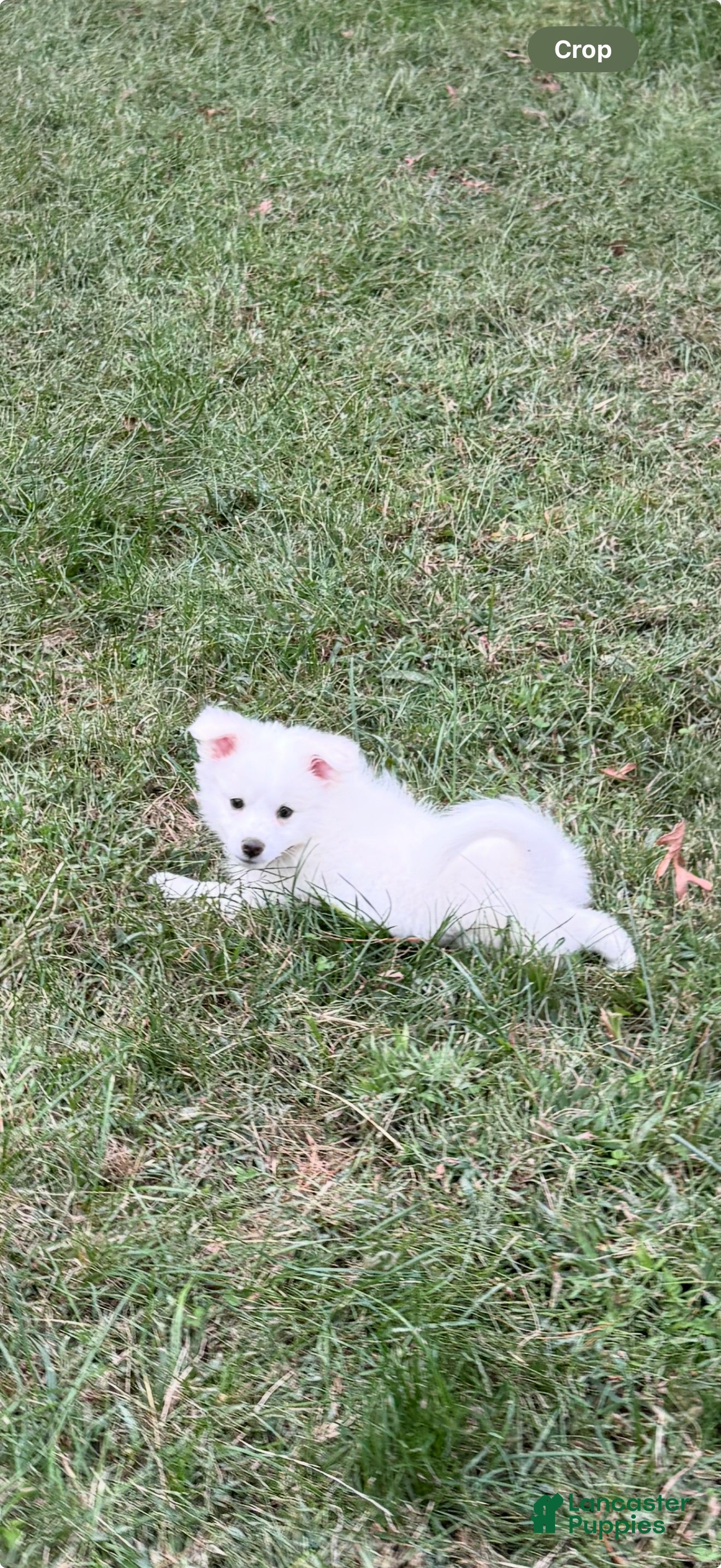 American Eskimo dogs Remi - Ad 10