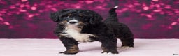 Bernedoodle dogs for sale: Gracie - Ad 3