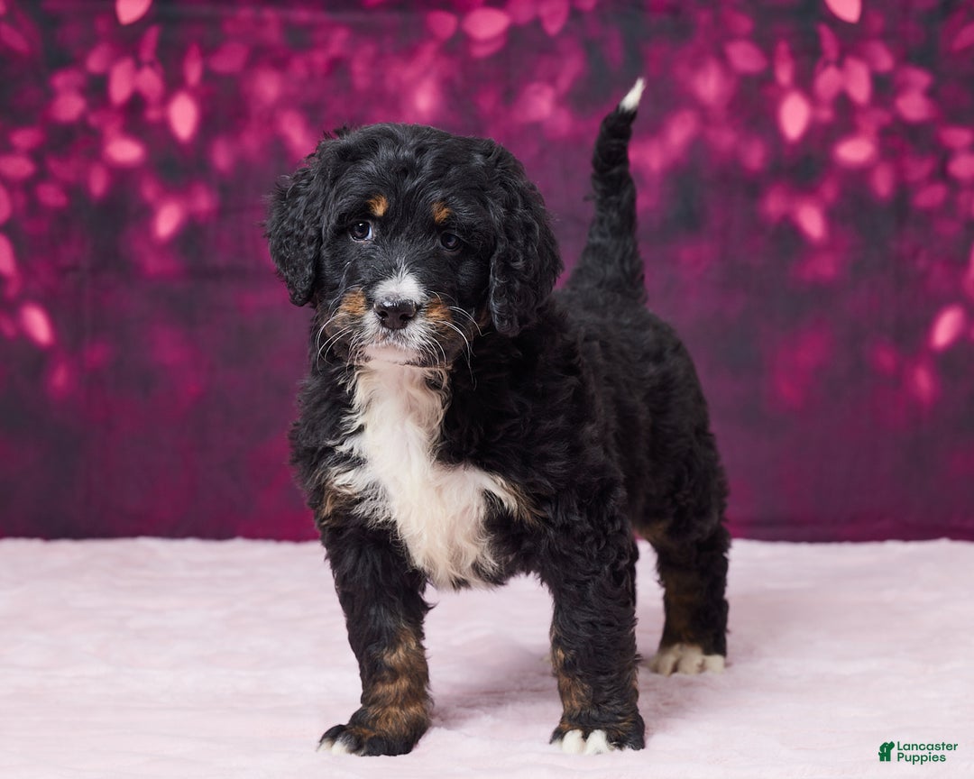 Bernedoodle dogs for sale: Gracie - Ad 3